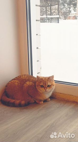 Котенок кошка шиншилла