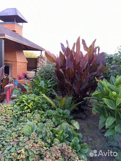 Цветы канны