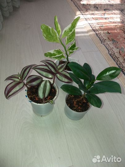 Набор комнатных цветов