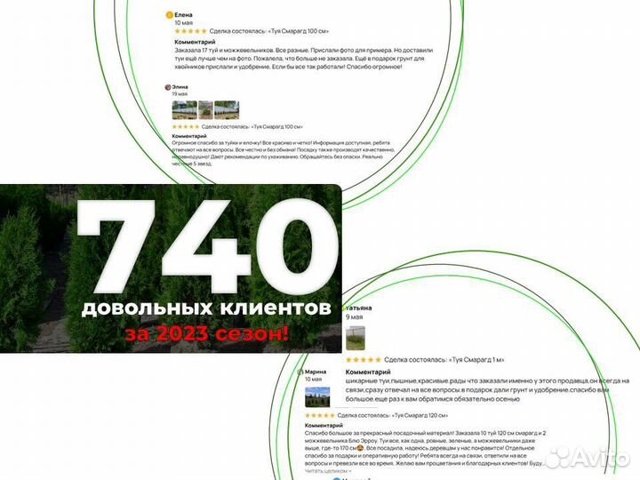 Туя 180 см