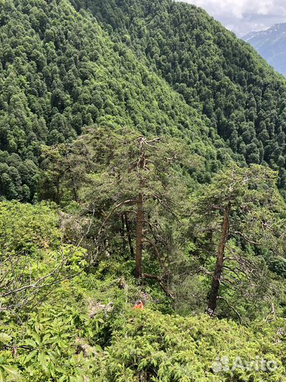 Гид, Красная поляна - Скала Сосновая