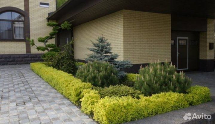 Спирея японская