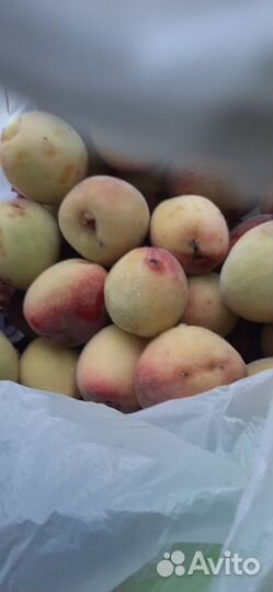 Саженцы персика