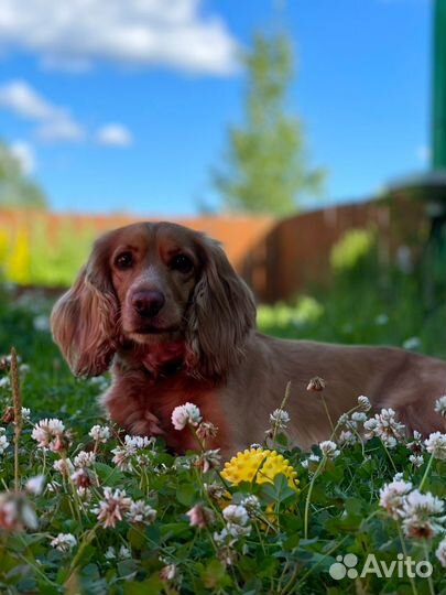 Щенки спаниеля