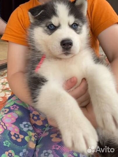 Щенки сибирской хаски мальчик
