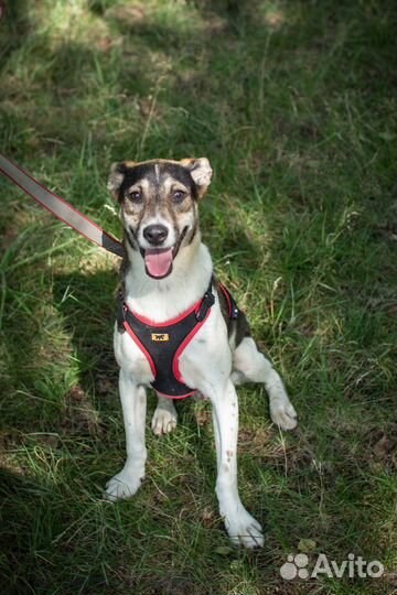 Чудесный щенок ищет свою семью