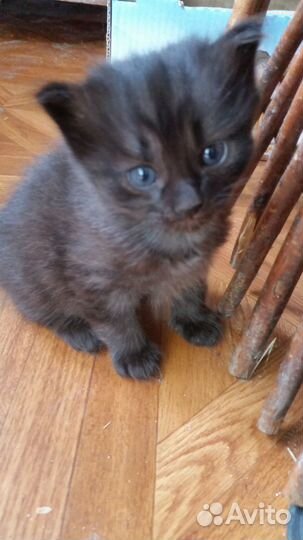 Котята в добрые руки бесплатно