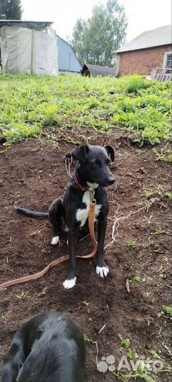 Отдам бесплатно. Молодая собака