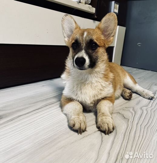 Вельш корги пемброк девочка