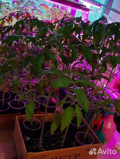 Рассада томатов