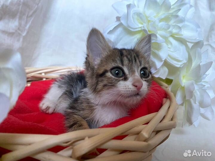 Чудесный котенок девочка, 1,5 месяца