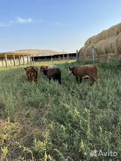Бычки телки