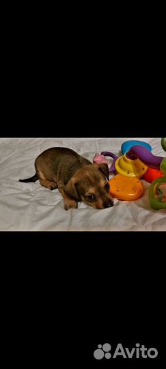 Щенки маленькой собаки в хорошие руки