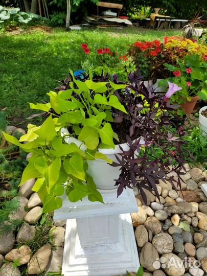 Эпомея сортовая