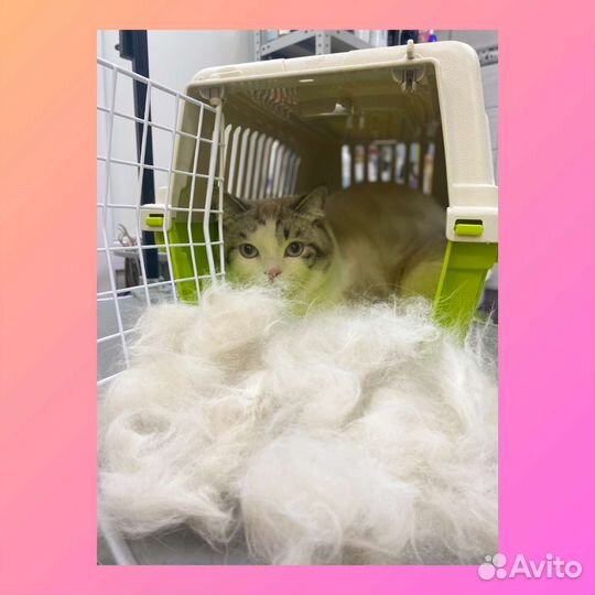 Стрижка собак