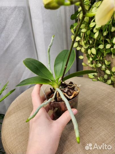 Орхидея фаленопсис бабочка Moon Lake