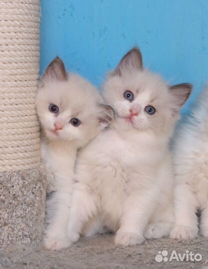 Котята рэгдолл