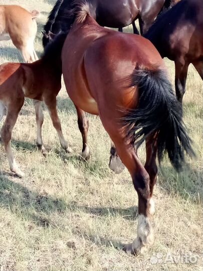 Продам лошадей