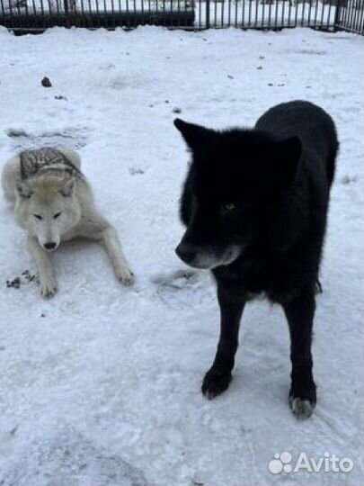 Щенки вольфхунда