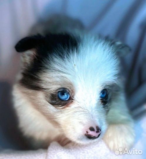 Бордер Колли с отправкой по России