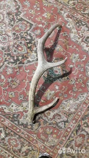 Пух, перо, подушки, перины.Б/У акку-ры.рога лося