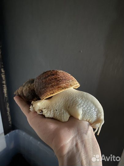 Улитки ахатины ретикулята