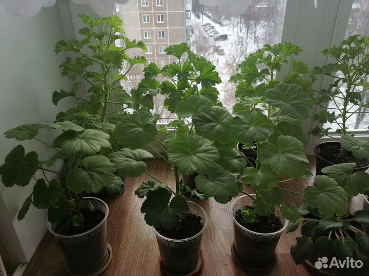 Комнатные цветы герань