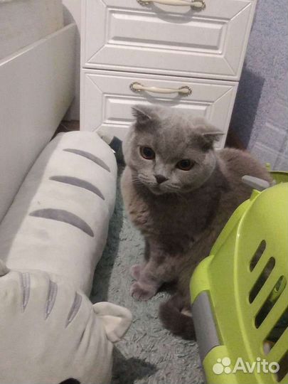 Передержка животных