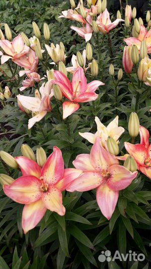 Лилия луковицы