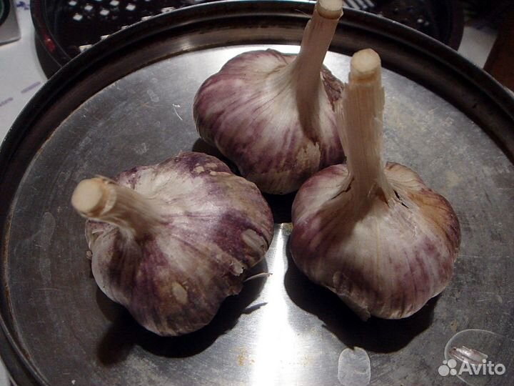 Мак маки, многолетние цветы