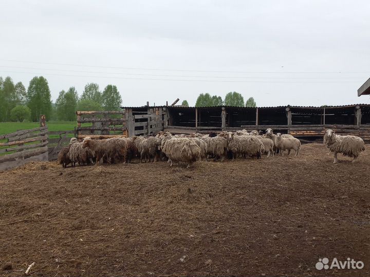 Овцы бараны