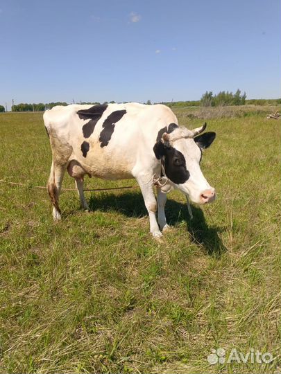 Продаю Телята 8шт.Коровы дойные 4шт
