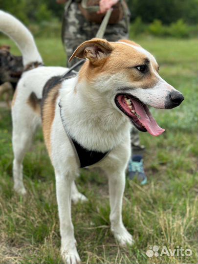 Купер-приютский красавец