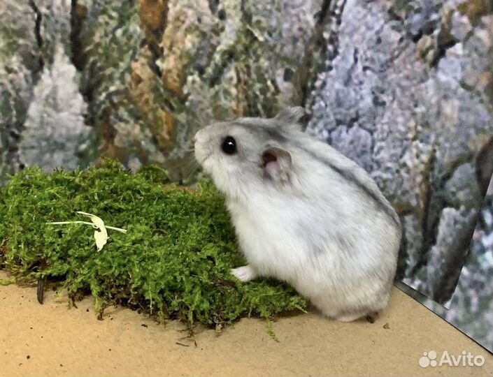 Джунгарские хомячки