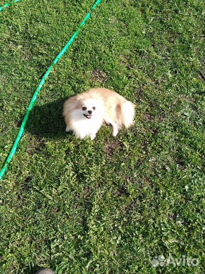 Померанский шпиц