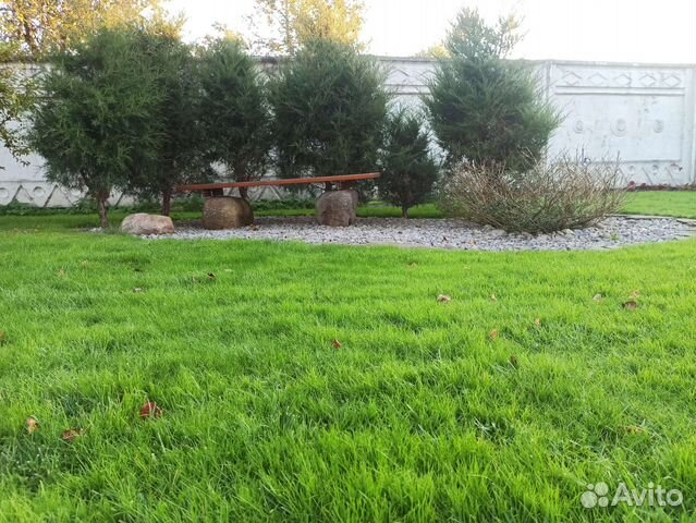 Семена газонной травы