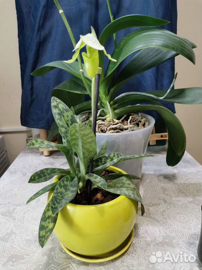 Продам орхидею