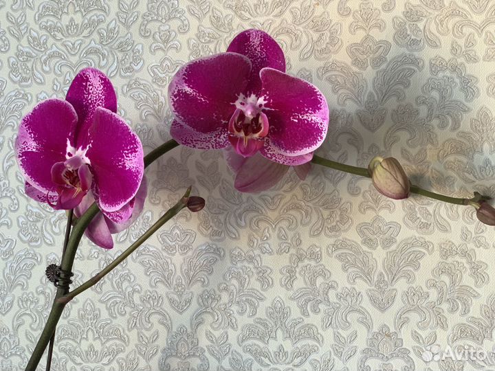 Орхидея
