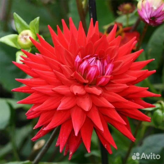 Георгины красный низкорослый клубни