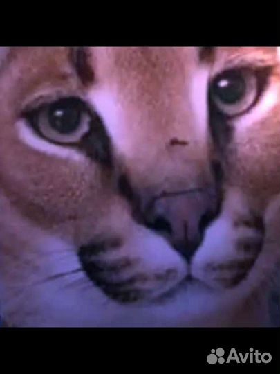 Делаю аватарки