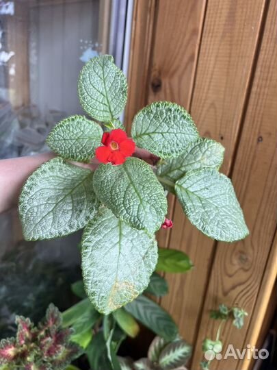 Сортовые эписции