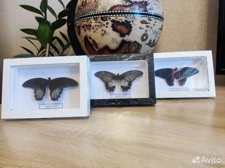 Бабочки в рамке