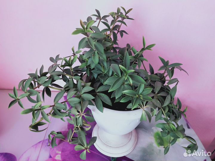 Комнатный цветок