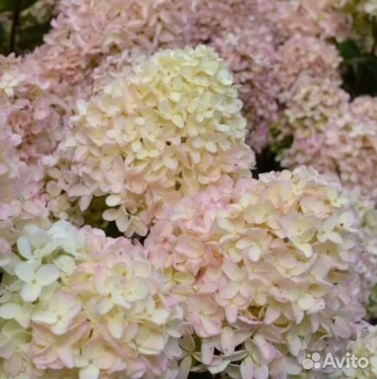 Гортензии цветущие