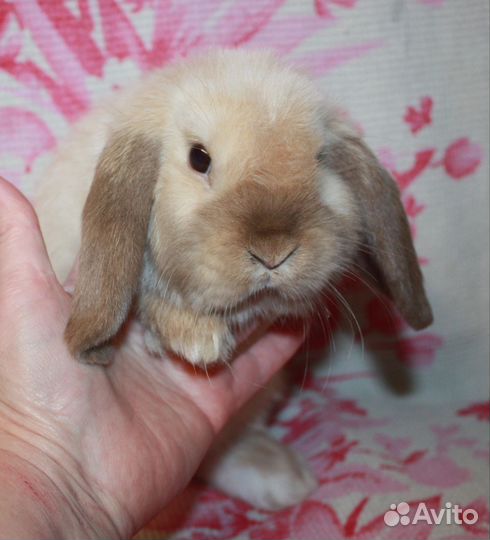 Крольчата линии NHD/Mini lop