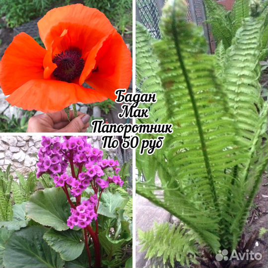 Многолетние садовые цветы