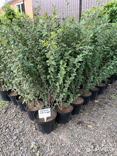 Кизильник блестящий