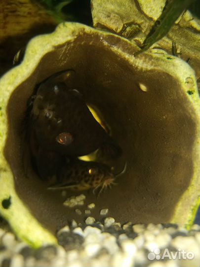 Обмен рыбок