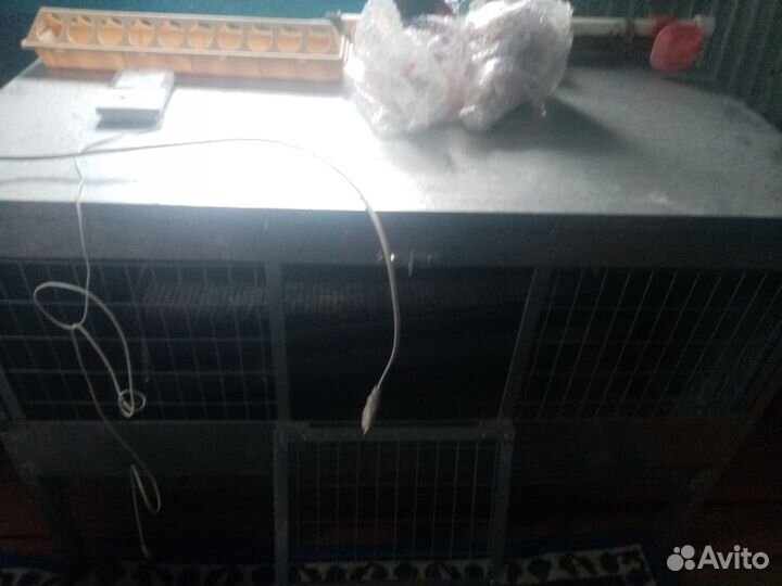 Брудер для цыплят