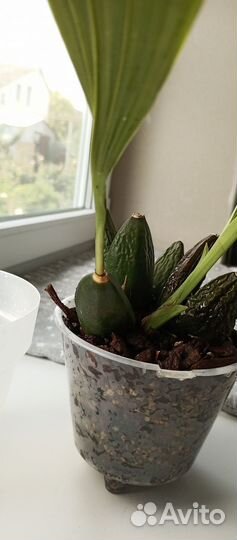 Орхидея ликаста